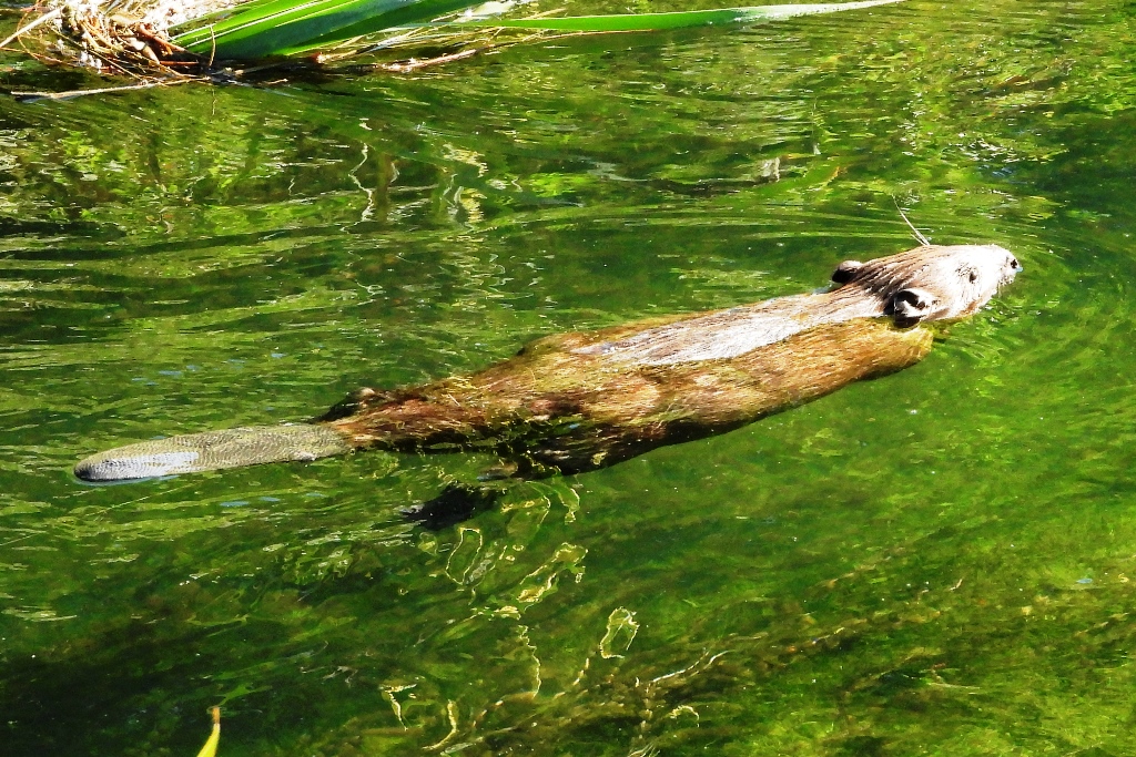 Bober. Foto: Dušan Klenovšek.